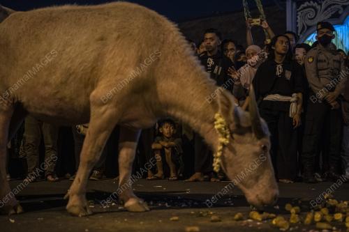 PERAYAAN KIRAB PUSAKA ACARA "KEBO BULE"