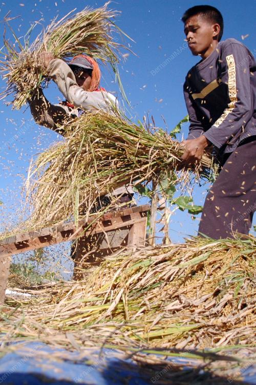 PETANI DI YOGYAKARTA