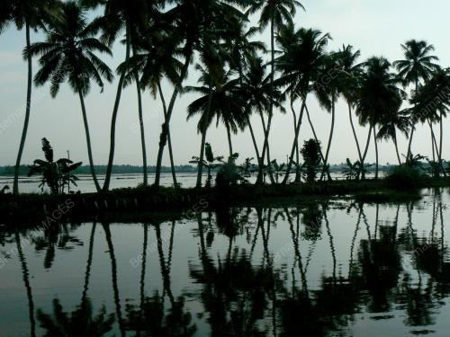 COCONUT TREES