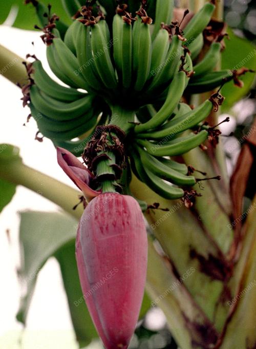 JANTUNG_PISANG_11012016