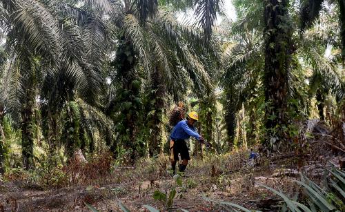 PENEROKA FELDA