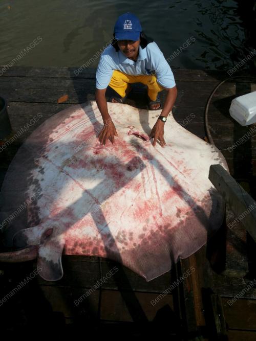 JB01_03072015_IKAN_PARI