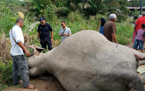 JB01_04062019_GAJAH_MATI_DIRACUN