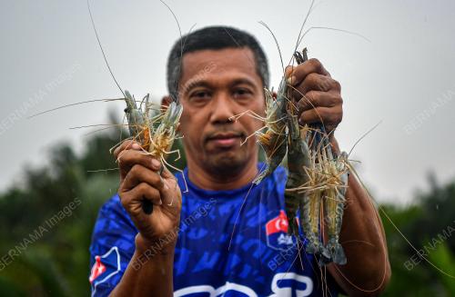 UDANG GALAH SEPIT BIRU