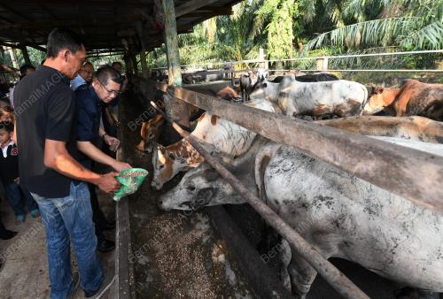 JB01_07072018_LEMBU