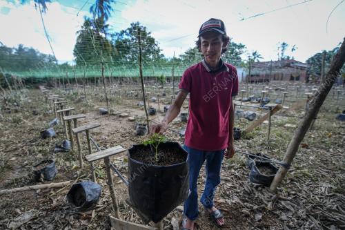 BANJIR JEJAS TANAMAN PERIA