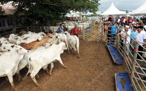 JB01_12102013_LEMBU_KORBAN