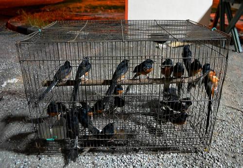 JB01_18072019_BURUNG_MURAI_BATU