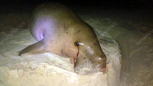 JB01_21042017_DUGONG