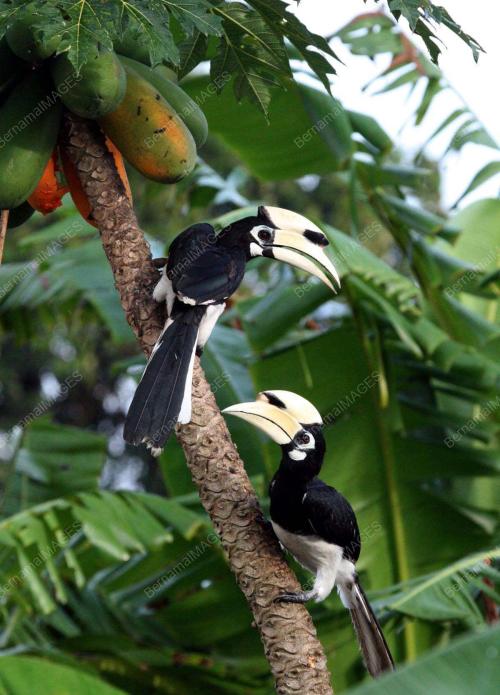 BURUNG ENGGANG
