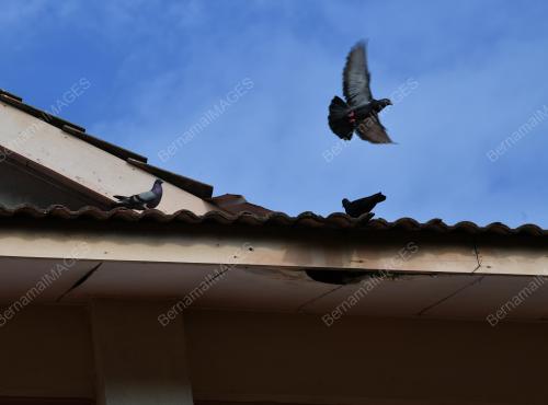 JB01_23072019_NAJIS_MERPATI-BN201907225824-2