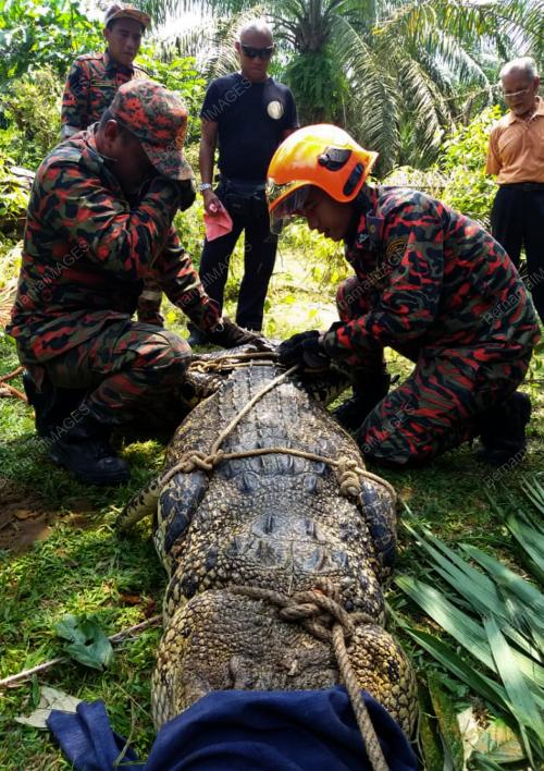 JB01_25042019_TANGKAP_BUAYA