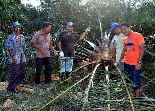JB01_28102013_GAJAH_KEBUN