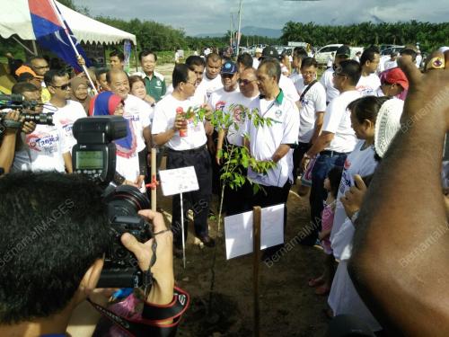 JB01_31122016_HAMIM_POKOK