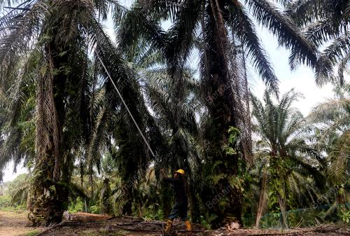 PENEROKA FELDA