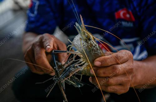 UDANG GALAH SEPIT BIRU