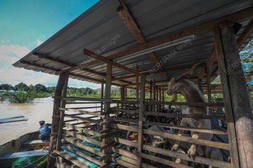 BANJIR SAFARI