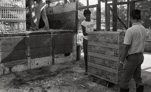 JB02_08012015_MEMPROSES_AYAM