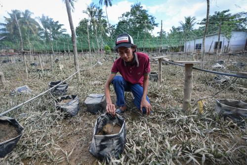 BANJIR JEJAS TANAMAN PERIA
