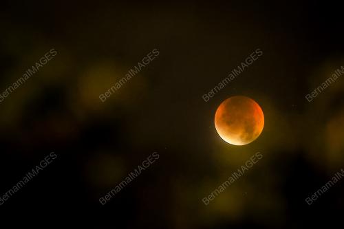 FENOMENA BLOOD MOON