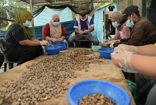 KERANG_KUPANG