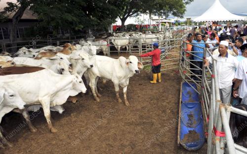 JB02_12102013_LEMBU_KORBAN