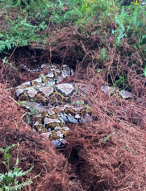 ANGGOTA BOMBA DANPENYELAMAT