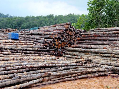 KAYU BAKAU