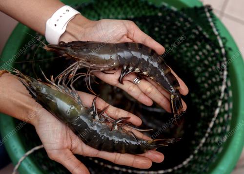 UDANG SEGAR