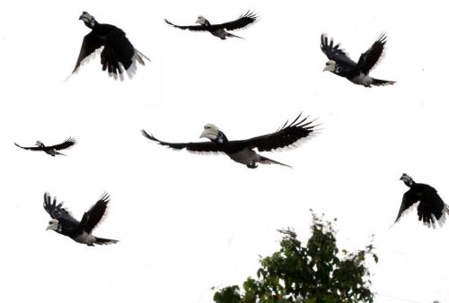BURUNG ENGGANG