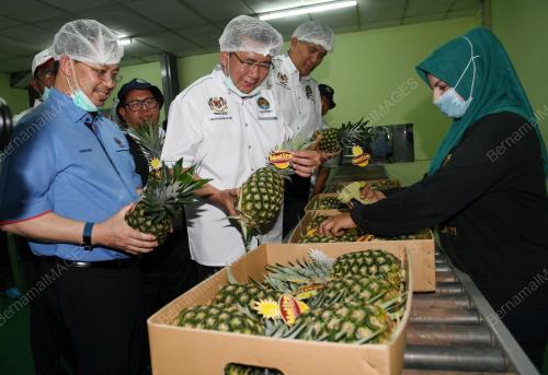 JB02_23092018_LADANG_NANAS_KULIM