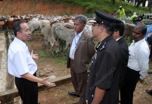 JB02_30122011_PENJARA_LEMBU