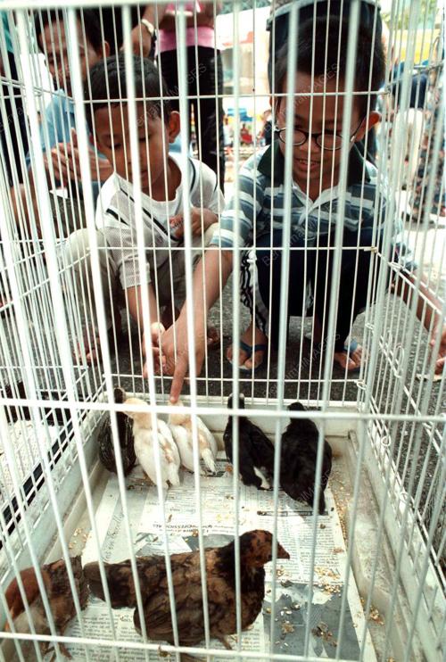 JB03-17_09_2000ANAK_AYAM_SERAMA_13012016