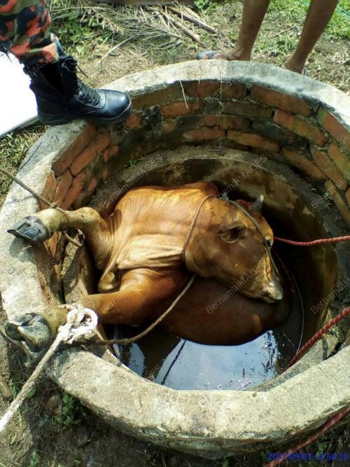 JB03_03092017_LEMBU_TERJATUH