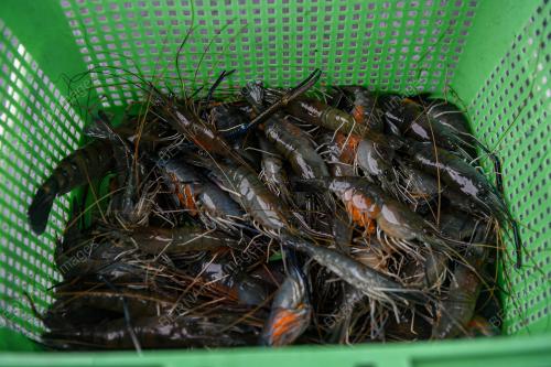 UDANG GALAH SEPIT BIRU