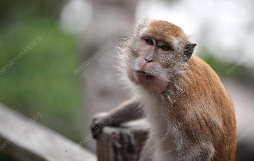 JB03_06112019_PULAU_KUKUP