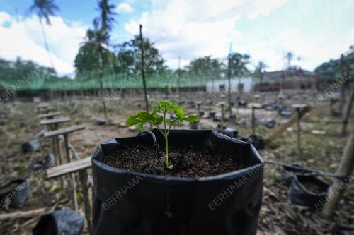 BANJIR JEJAS TANAMAN PERIA