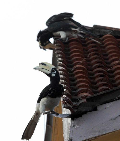 BURUNG ENGGANG
