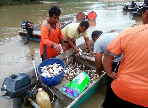 JB03_23082017_IKAN_MATI