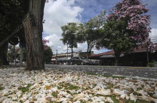 TINJAUAN MUSIM BUNGA SAKURA SEKITAR JOHOR BAHRU