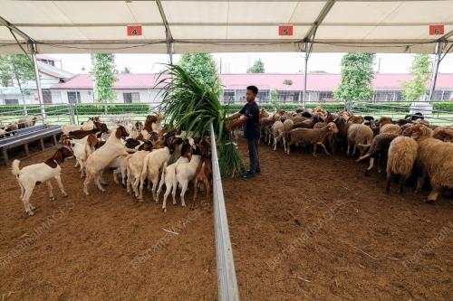 PERSIAPAN HARI RAYA QURBAN