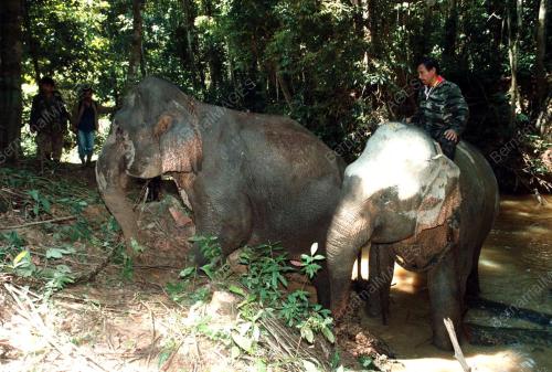 JB04-17_05_2000_GAJAH_SUNGAI_07012016