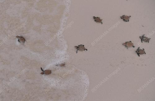 PULAU_TINGGI