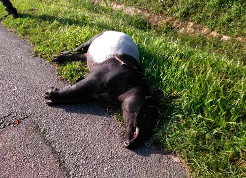 SEEKOR TAPIR BETINA DITEMUI MATI DILANGGAR