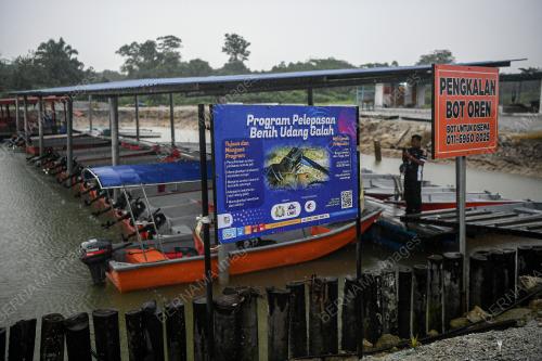 UDANG GALAH SEPIT BIRU