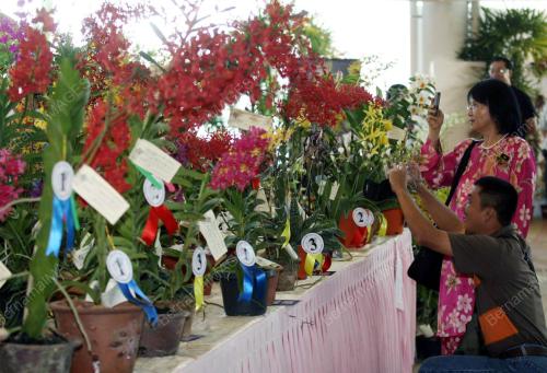 PAMERAN ORKID & BONSAI
