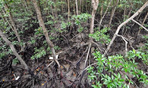 JB04_06112019_PULAU_KUKUP