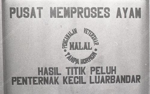 JB04_08012015_MEMPROSES_AYAM
