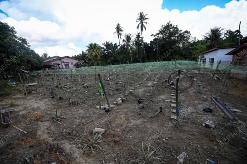 BANJIR JEJAS TANAMAN PERIA