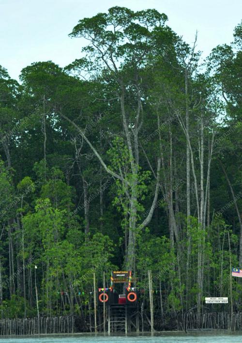 JB04_12122012_MBR_POKOK_BAKAU